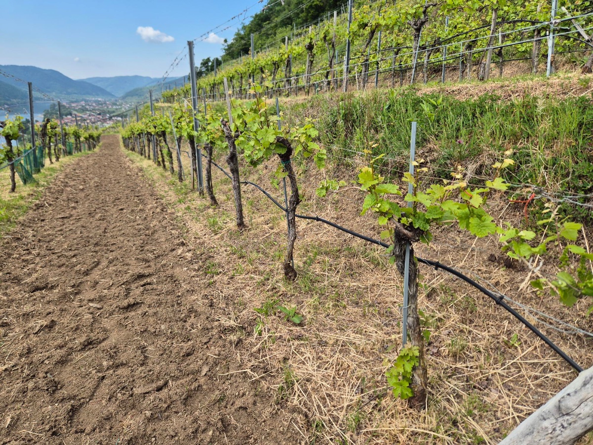 Stone terraces in Achleiten. (Photo Credit: Jackie Ang)