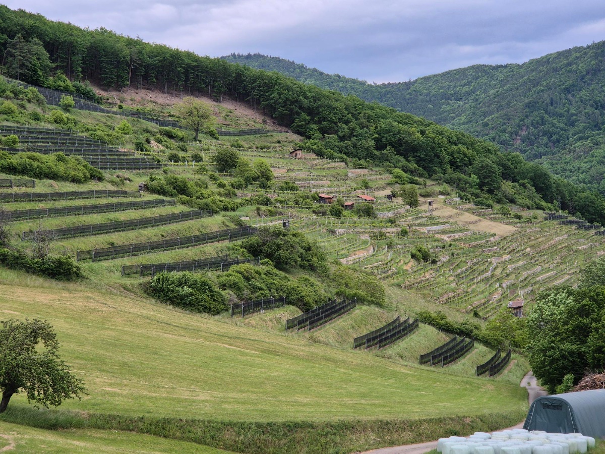 Weingut Grabern. (Photo Credit: Jackie Ang)